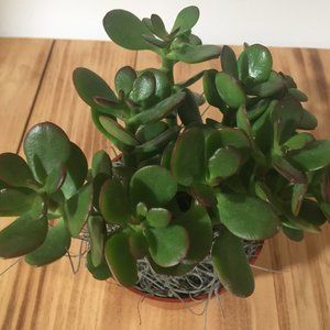 Live Crassula Ovuta Jade Plant in 4" Pot - Lucky, Money, Bonsai, Good Luck